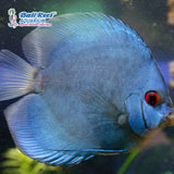 Discus