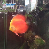 Discus