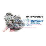 Batu 07092017 Bali Reef Aquarium Online Store