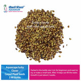 Vichpro Carpet Seed